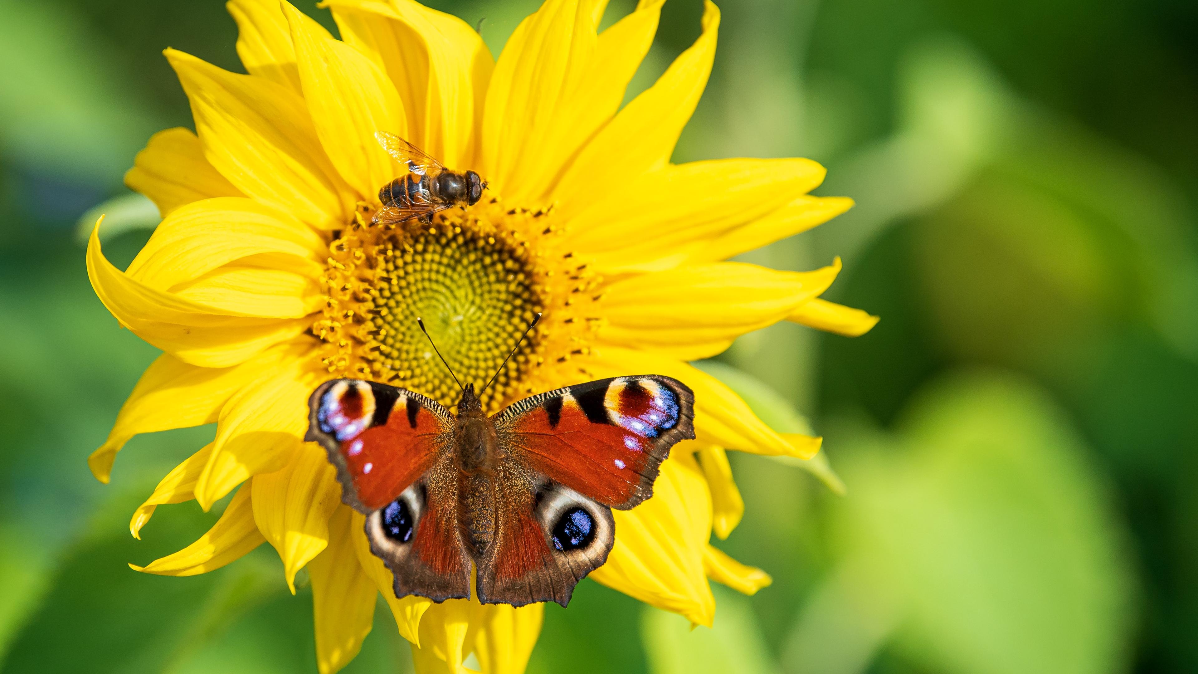 Sonnenblume mit Schmetterling