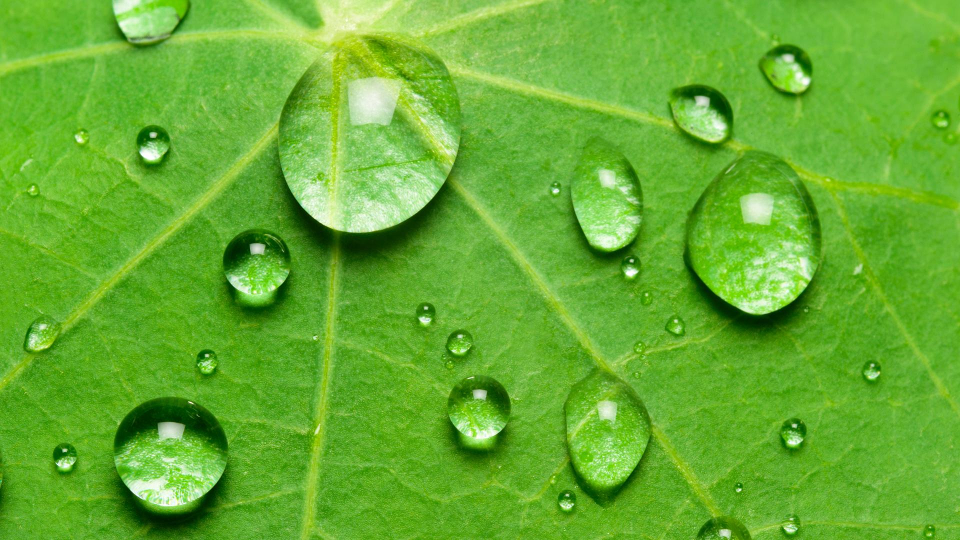Wassertropfen auf Lotusblatt