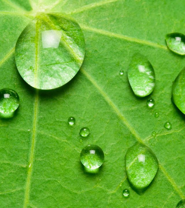 Wassertropfen auf Lotusblatt