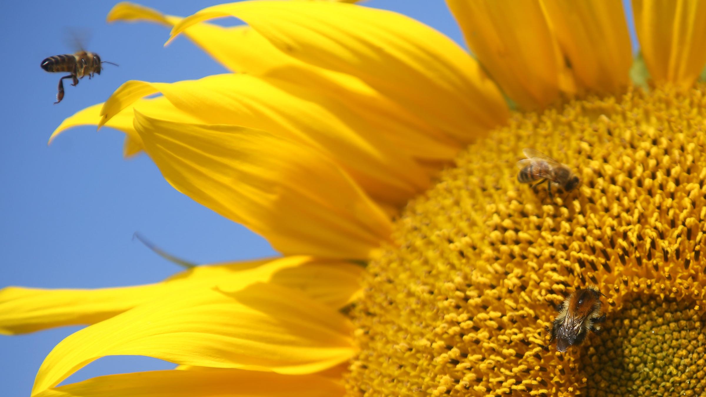 Bienen auf Sonnenblume