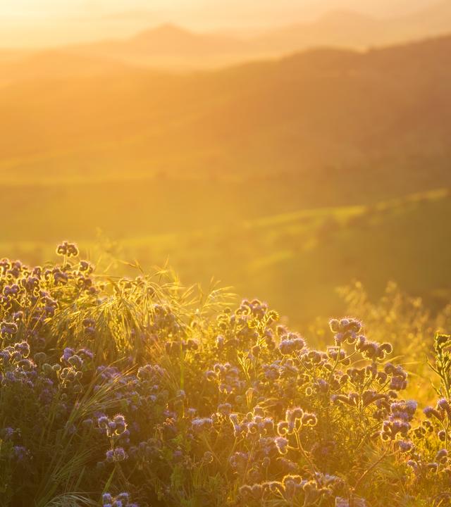 Sonnenlicht fällt auf eine blühende Wiese eines Biotops in der Natur