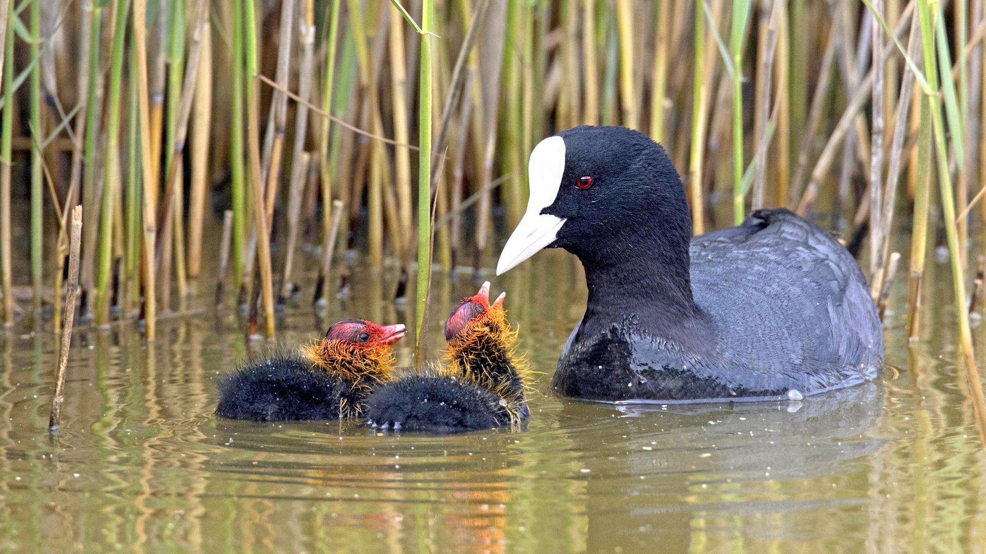 Blässhuhn mit zwei Küken auf einem See