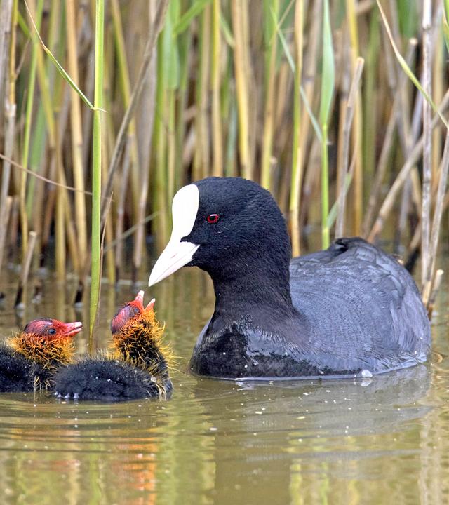 Blässhuhn mit zwei Küken auf einem See