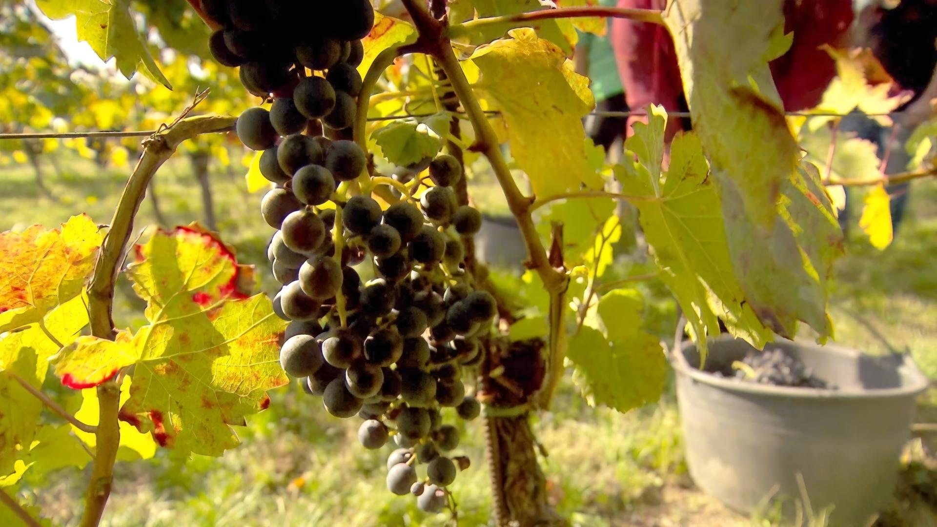 Das Bild zeigt eine Weinberganlage im Burgenland, Österreich. Im Vordergrund sind dichte Weinreben mit Trauben zu sehen. Die Trauben sind dunkelblau bis schwarz und hängen in dichten Trauben an den Reben. Die Blätter der Reben sind grün und haben teils rote Ränder, was auf die Herbstsaison hinweist. Im Hintergrund sind unscharfe Gestalten erkennbar, möglicherweise Erntehelfer, die bei der Weinlese helfen. Der Boden ist grün, und es scheint ein sonniger Tag zu sein. Ein grauer Eimer steht im Hintergrund, der wahrscheinlich für die Ernte verwendet wird.