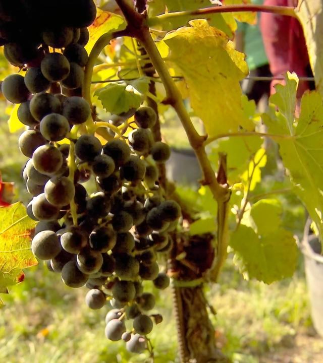 Das Bild zeigt eine Weinberganlage im Burgenland, Österreich. Im Vordergrund sind dichte Weinreben mit Trauben zu sehen. Die Trauben sind dunkelblau bis schwarz und hängen in dichten Trauben an den Reben. Die Blätter der Reben sind grün und haben teils rote Ränder, was auf die Herbstsaison hinweist. Im Hintergrund sind unscharfe Gestalten erkennbar, möglicherweise Erntehelfer, die bei der Weinlese helfen. Der Boden ist grün, und es scheint ein sonniger Tag zu sein. Ein grauer Eimer steht im Hintergrund, der wahrscheinlich für die Ernte verwendet wird.