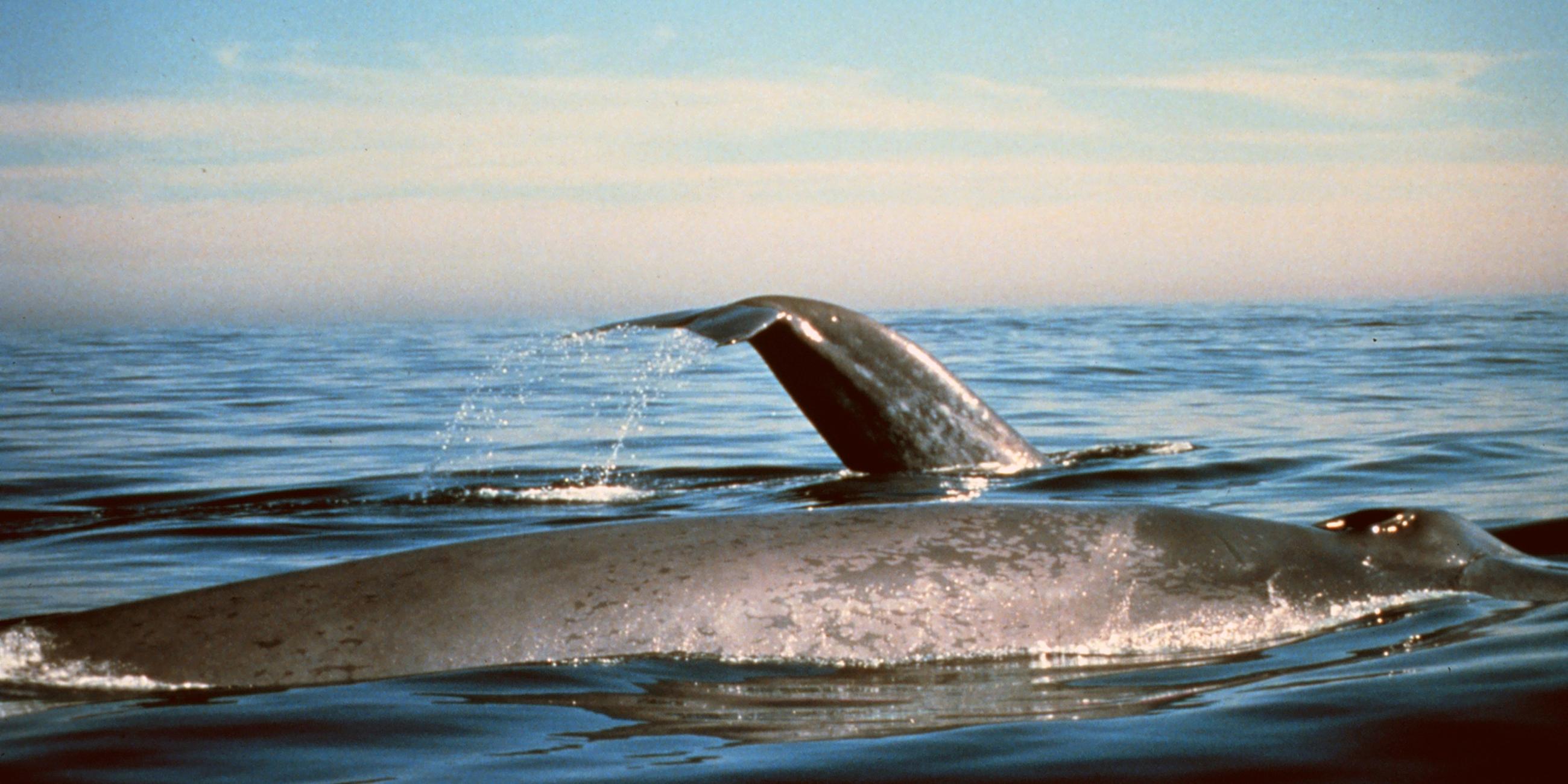 Blauwale vor der kalifornischen Küste (Archivbild)