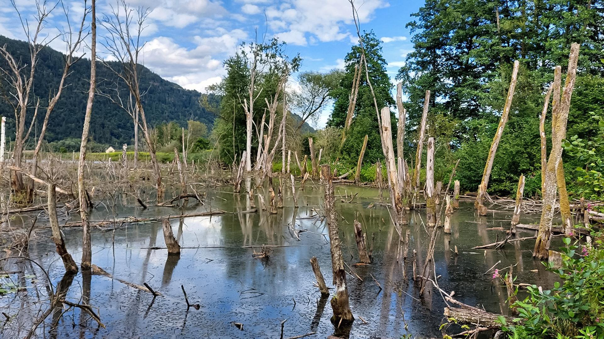 Das Bild zeigt das Bleistätter Moor, ein naturnahes Gebiet in Kärnten, Österreich. Im Vordergrund sind trockene, abgestorbene Baumstämme zu sehen, die aus einem trüben Wasser hervorragen. Die Wasseroberfläche spiegelt die umliegende Landschaft wider und ist von einer dünnen Schicht Algen oder Schmutz bedeckt.   In der Hintergrund sind grüne Bäume und eine bergige Landschaft sichtbar, die den Horizont begrenzt. Der Himmel ist teilweise bewölkt mit hellen und dunkleren Wolken. Die Szenerie vermittelt einen Eindruck von einem ursprünglichen, ruhigen Naturraum, der sowohl für Flora als auch Fauna einen Lebensraum bietet.   Das Bild deutet auf die ökologischen Veränderungen hin, die durch menschliche Eingriffe im Moorbereich verursacht wurden und stellt die Bemühungen dar, den natürlichen Zustand wiederherzustellen.
