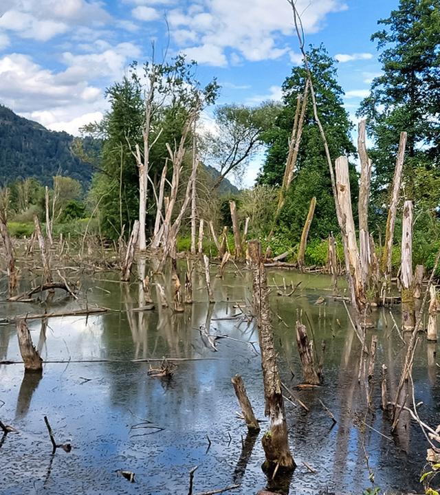 Das Bild zeigt das Bleistätter Moor, ein naturnahes Gebiet in Kärnten, Österreich. Im Vordergrund sind trockene, abgestorbene Baumstämme zu sehen, die aus einem trüben Wasser hervorragen. Die Wasseroberfläche spiegelt die umliegende Landschaft wider und ist von einer dünnen Schicht Algen oder Schmutz bedeckt.   In der Hintergrund sind grüne Bäume und eine bergige Landschaft sichtbar, die den Horizont begrenzt. Der Himmel ist teilweise bewölkt mit hellen und dunkleren Wolken. Die Szenerie vermittelt einen Eindruck von einem ursprünglichen, ruhigen Naturraum, der sowohl für Flora als auch Fauna einen Lebensraum bietet.   Das Bild deutet auf die ökologischen Veränderungen hin, die durch menschliche Eingriffe im Moorbereich verursacht wurden und stellt die Bemühungen dar, den natürlichen Zustand wiederherzustellen.