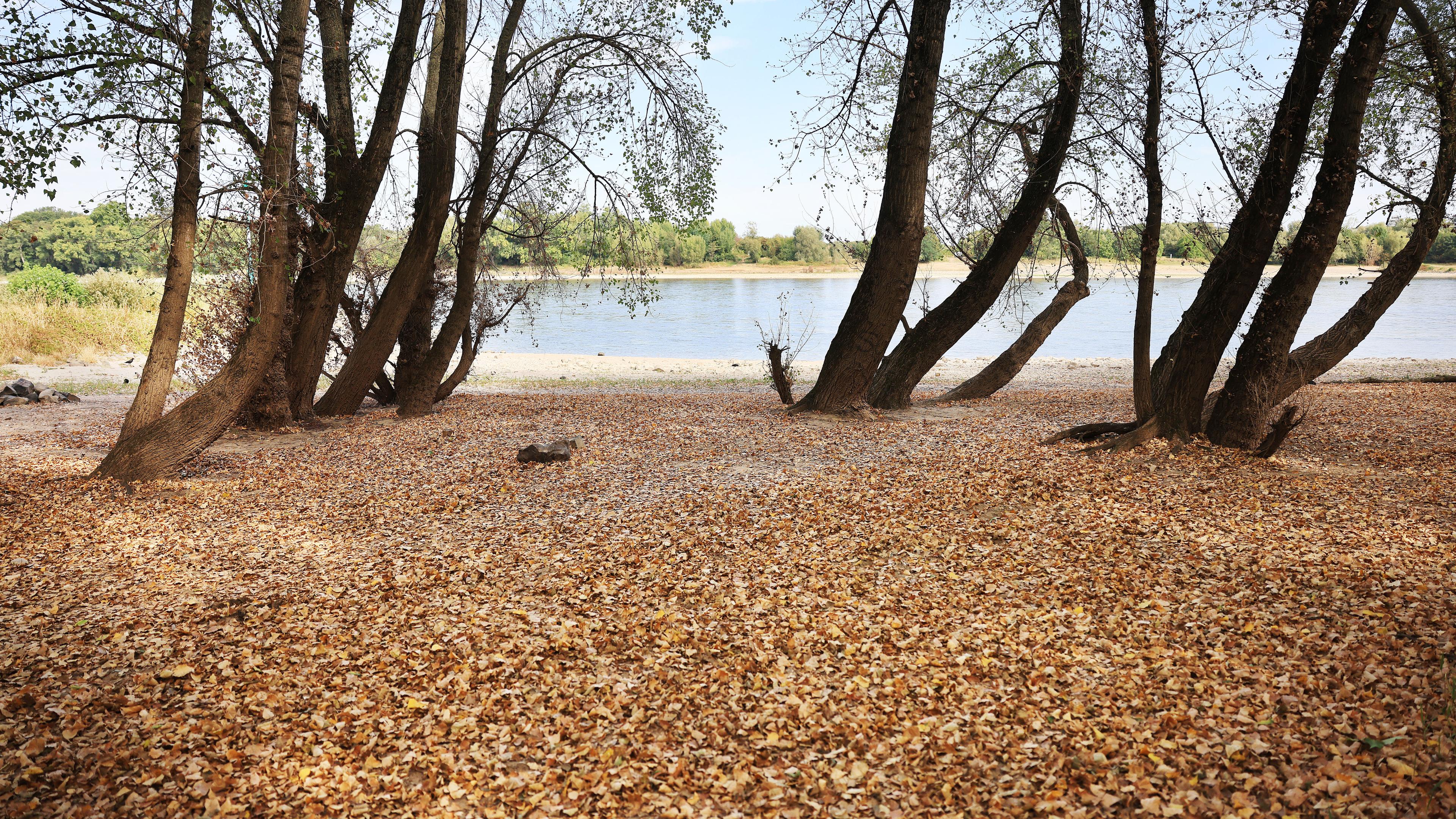 Trockene Blätter liegen in einem Wald am Rheinufer auf dem Boden.