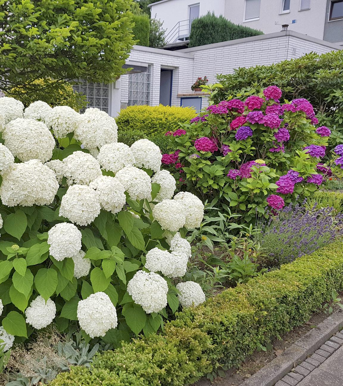 Blühende Gartenhortensien in einem Vorgarten