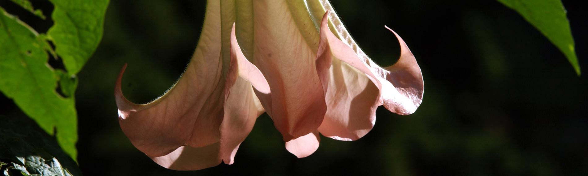 Eine bis zu 30 Zentimeter lange und stark duftende Blüte hängt an einer Engelstrompetenpflanze in Leverkusen im Japanischen Garten der Bayer-Werke.