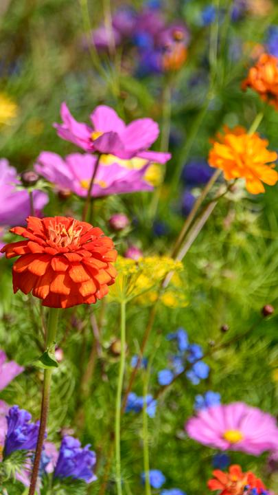 Blütenzauber ohne Gift