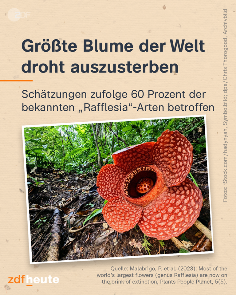 Die Blume Rafflesia auf dem Boden in einem Wald.