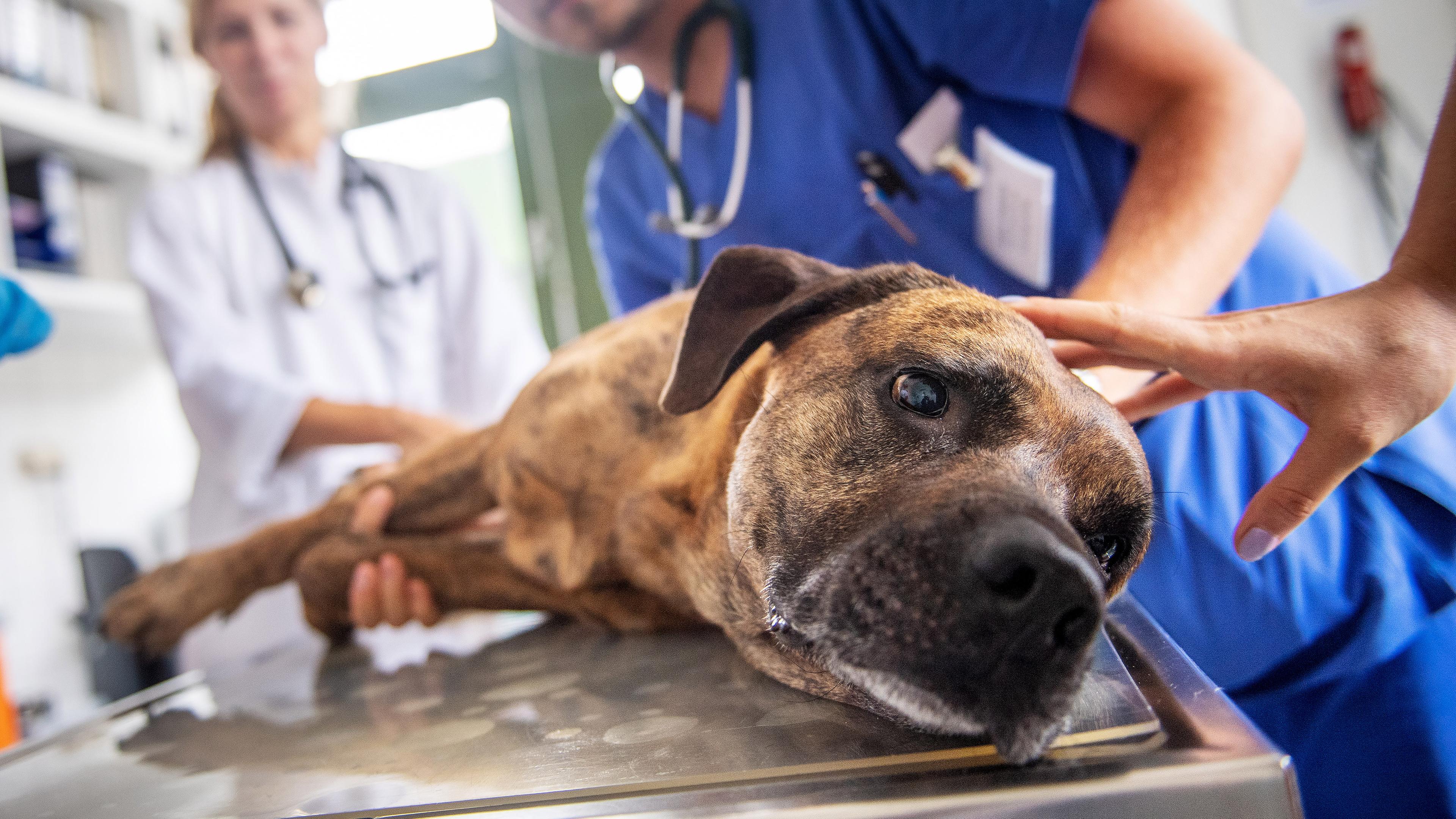Ein Hund liegt beim Tierarzt auf dem Behandlungstisch und wird von mehreren Personen behandelt.