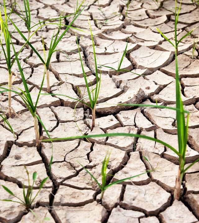 Pflanzen wachsen aus trockenem Boden.