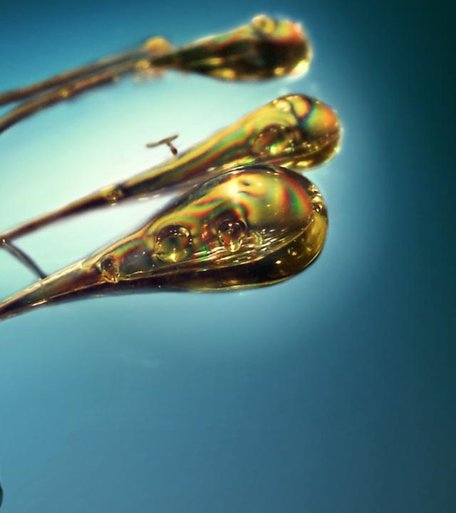 Harald Lesch und drei Bologneser Tränen