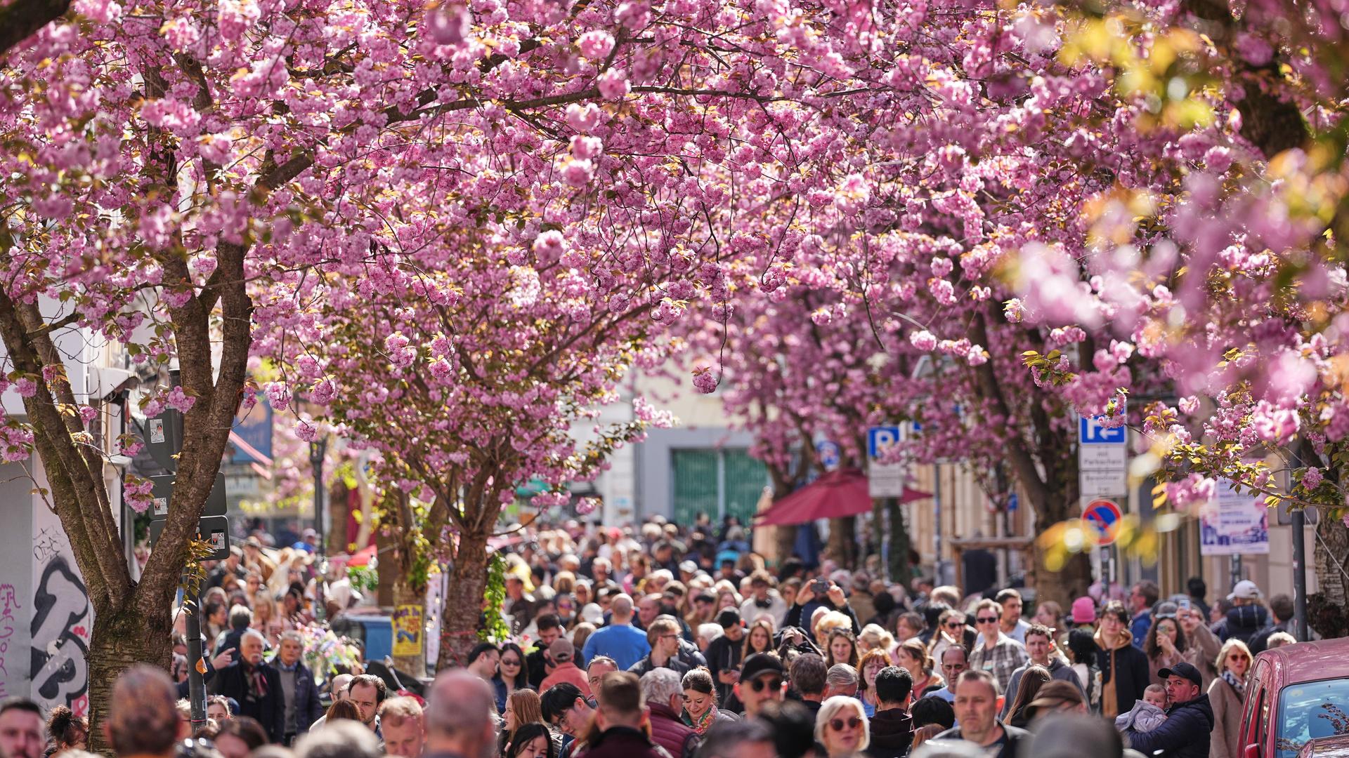 In der Bonner Altstadt stehen viele Menschen unter rosafarbenen blühenden Kirschbäumen.