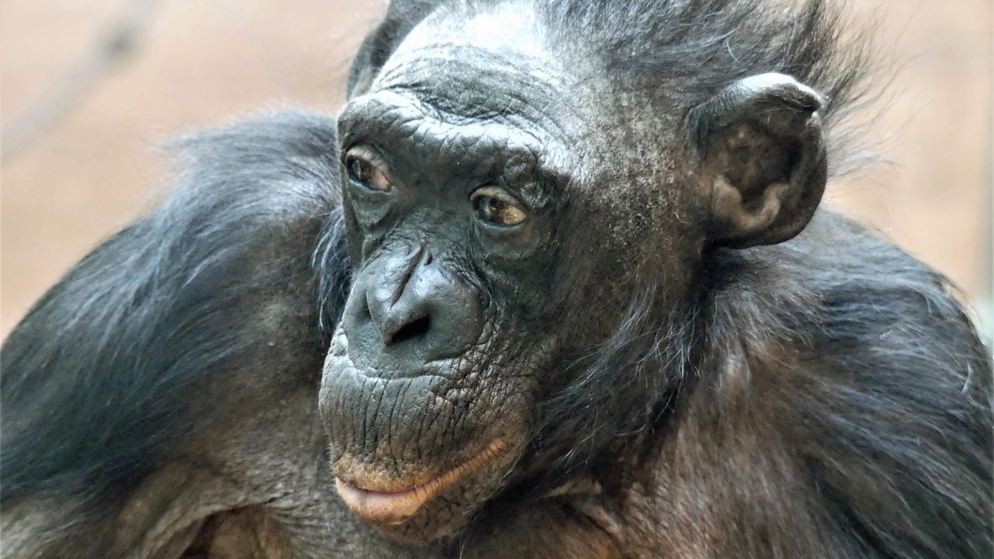 Bonobo "Margrit" im Zoo Frankfurt