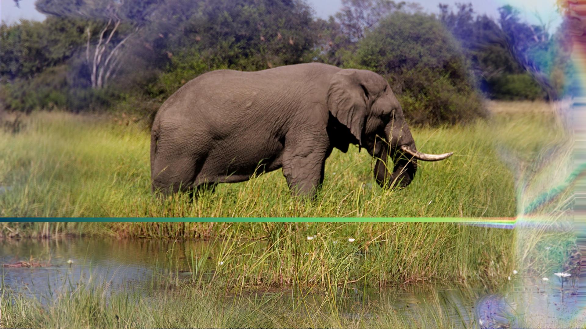 Ein grasender Elefant steht im Okavango Delta im hohen Gras am Ufer.