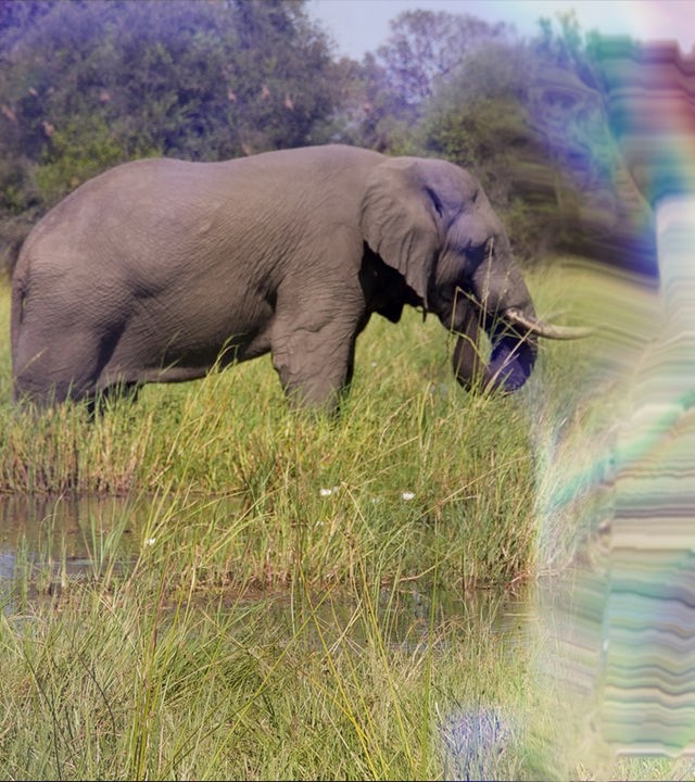 Ein grasender Elefant steht im Okavango Delta im hohen Gras am Ufer.