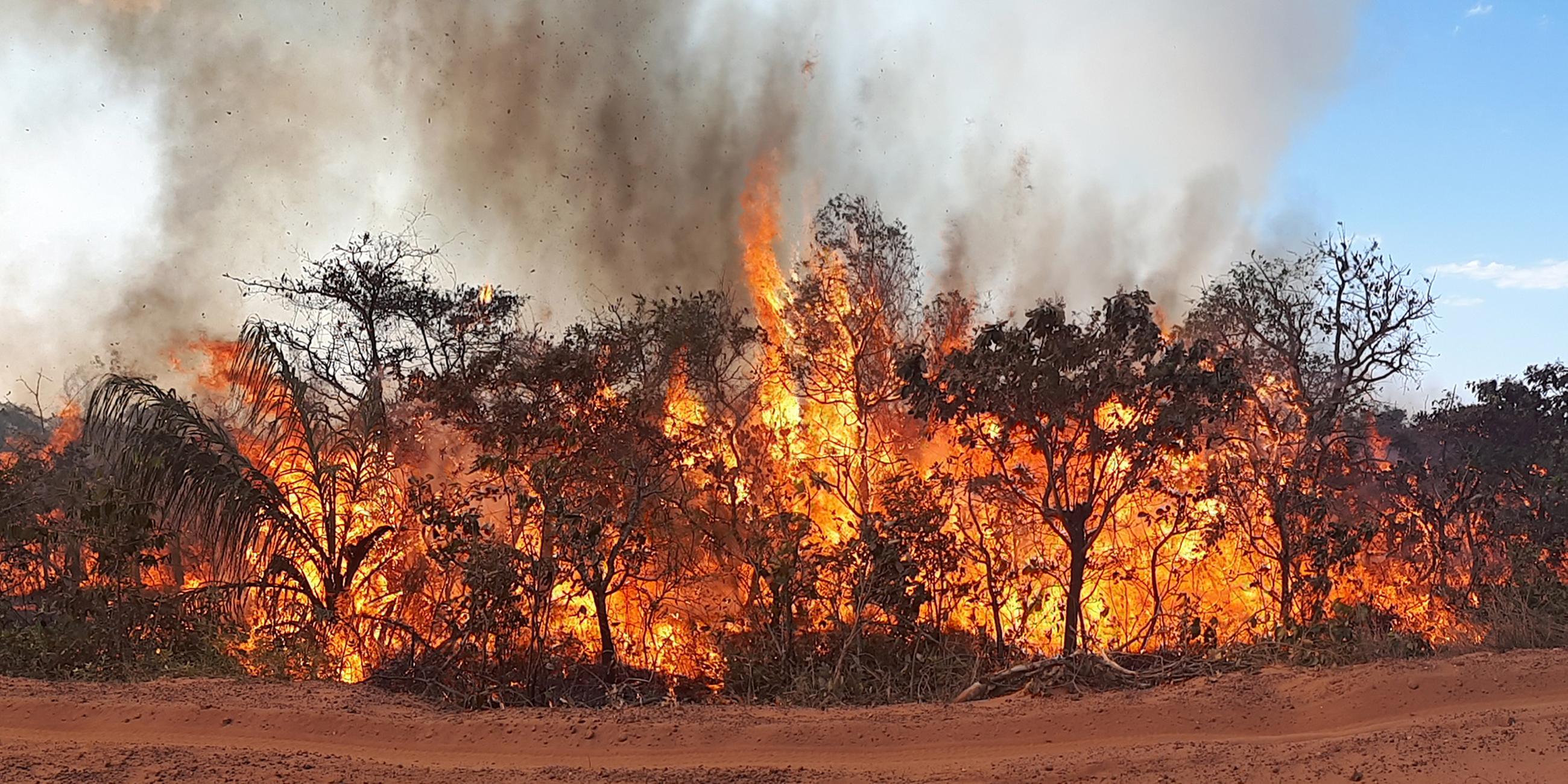Brände in den Urwäldern des Amazonas