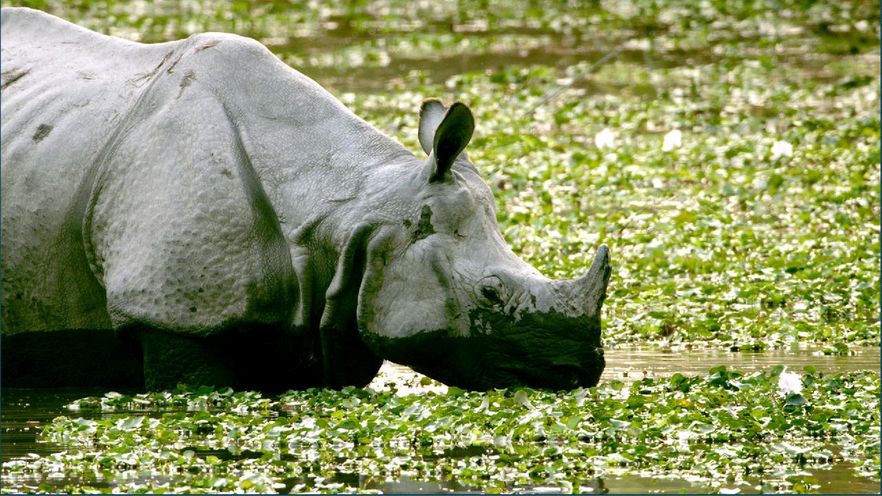 Nashorn im Wasser