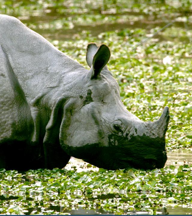 Nashorn im Wasser
