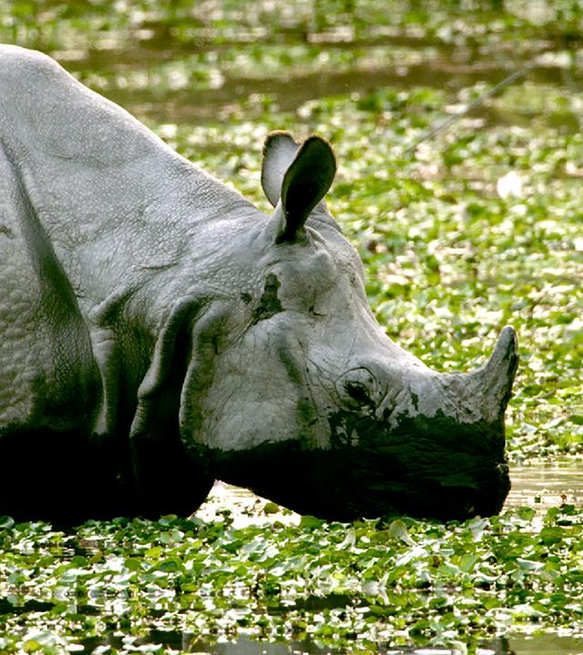 Nashorn im Wasser