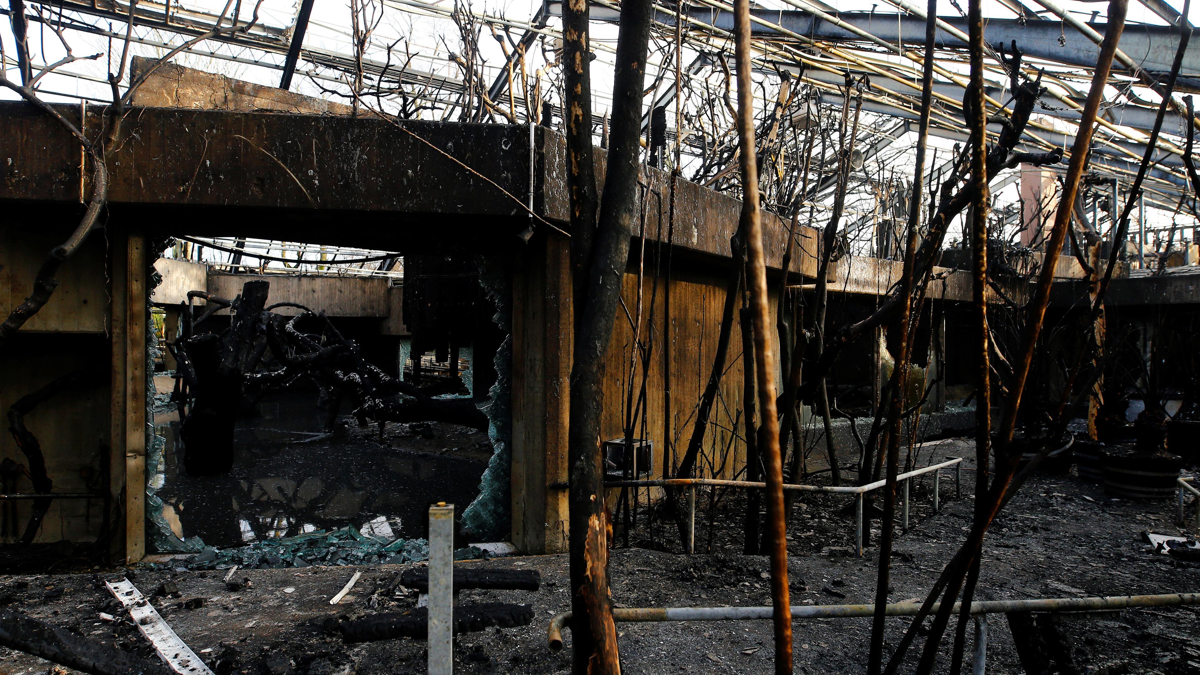 Das Affenhaus nach dem verheerenden Brand in der Silvesternacht.
