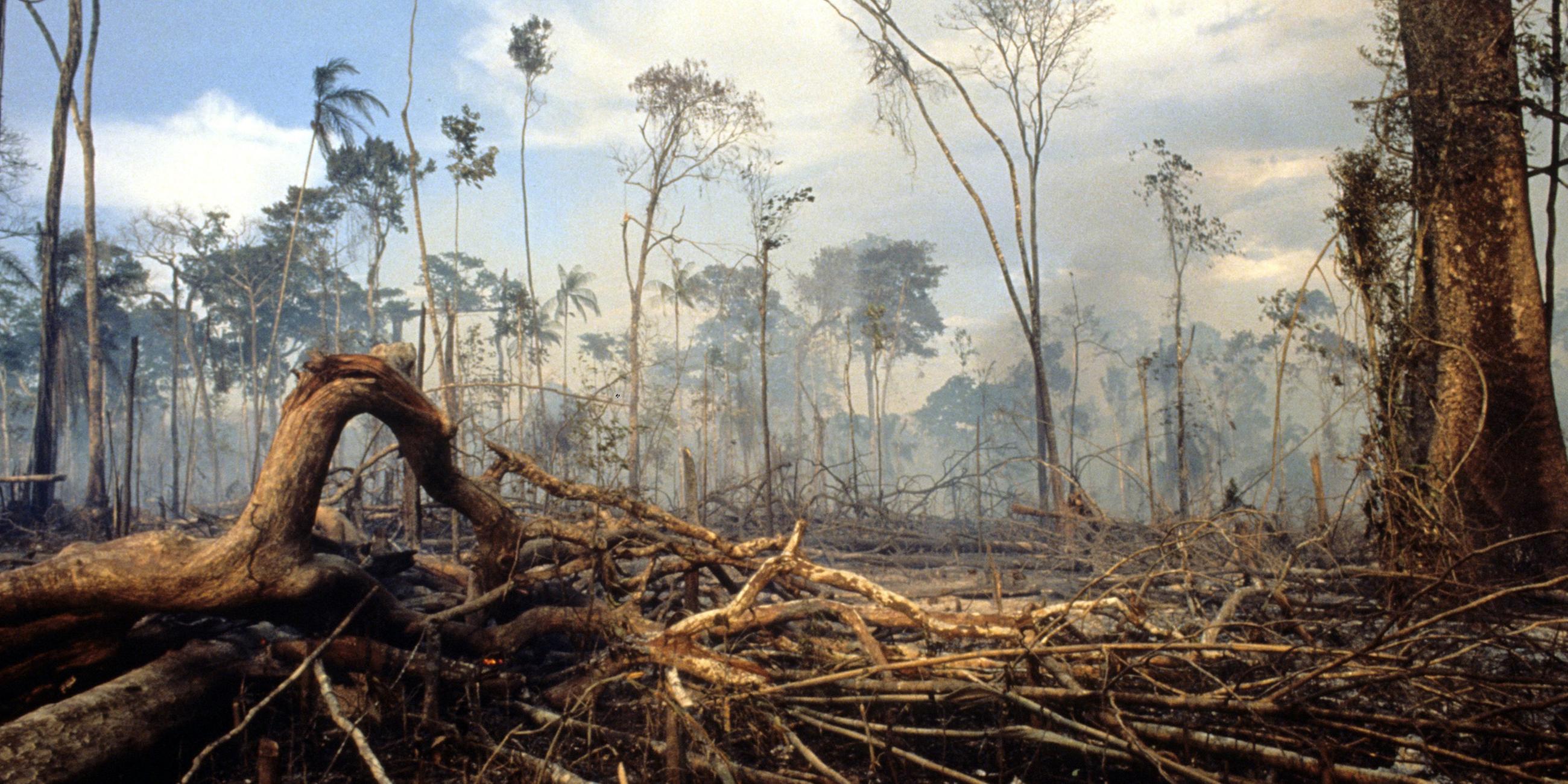 Brandrodung im tropischen Regenwald
