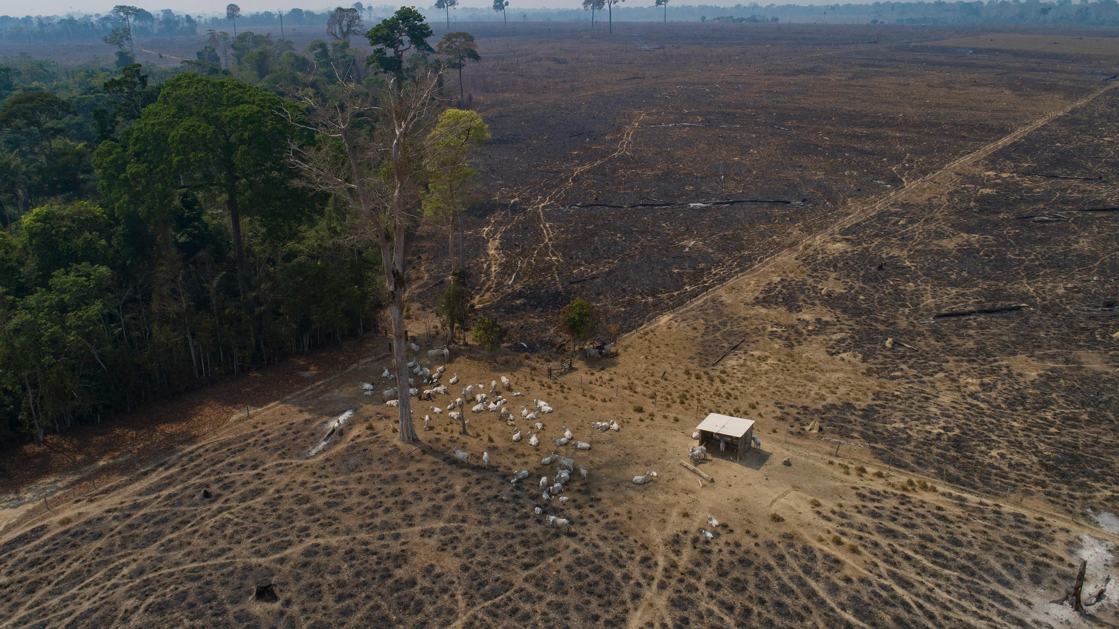 Brasilien, Novo Progresso: Rinder auf abgebranntem abgeholztem Regenwaldboden 