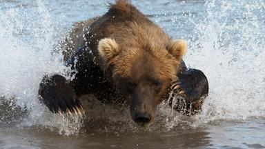 Braunbär nah springt auf Kamera zu.