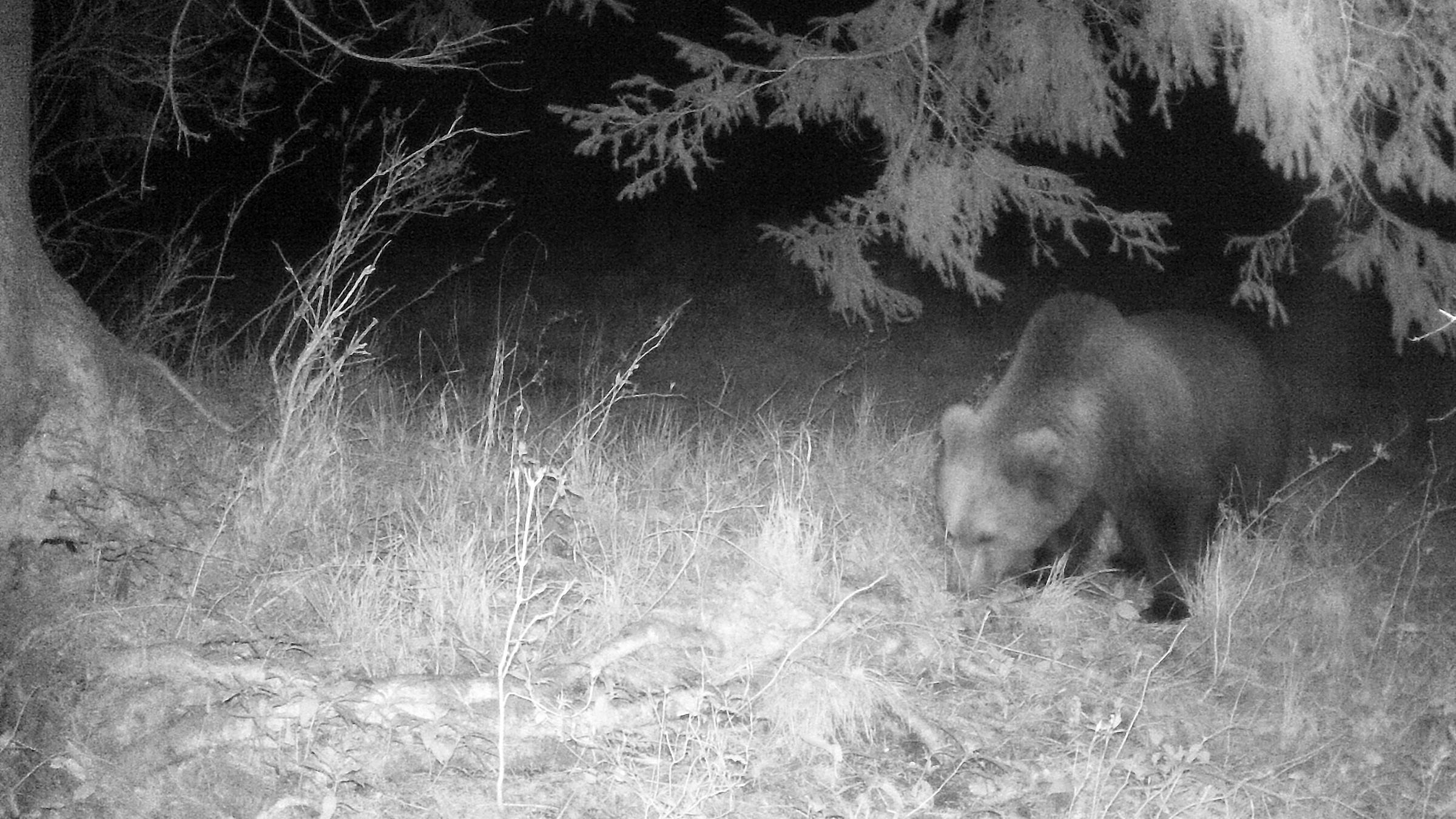 Braunbär im Landkreis Garmisch-Partenkirchen