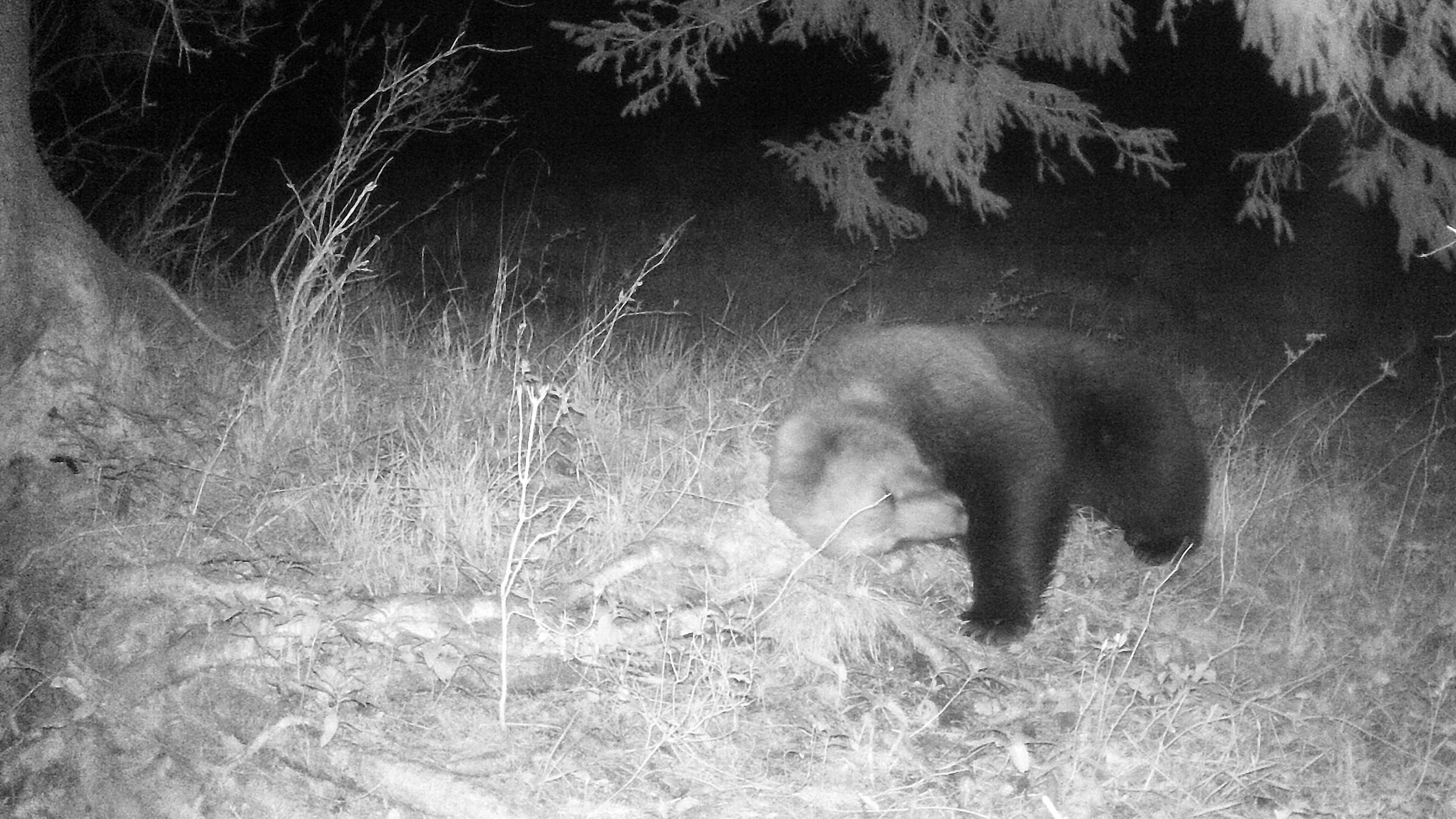 Braunbär im Landkreis Garmisch-Partenkirchen
