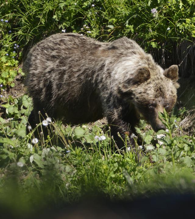 Ein Braunbär in der Slowakei.