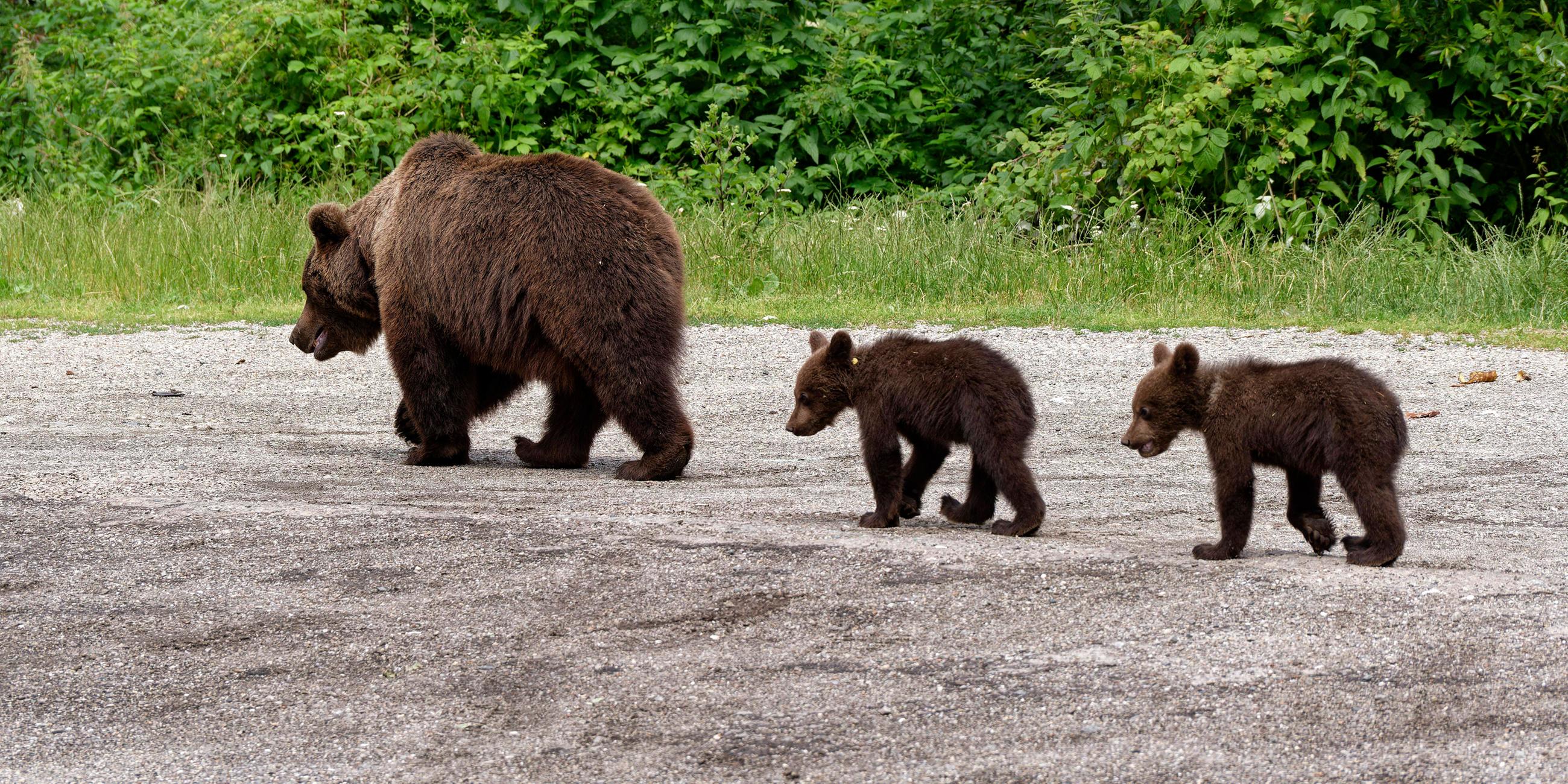 Braunbären in der Gebirgsgruppe der südlichen Karpaten, Rumänien
