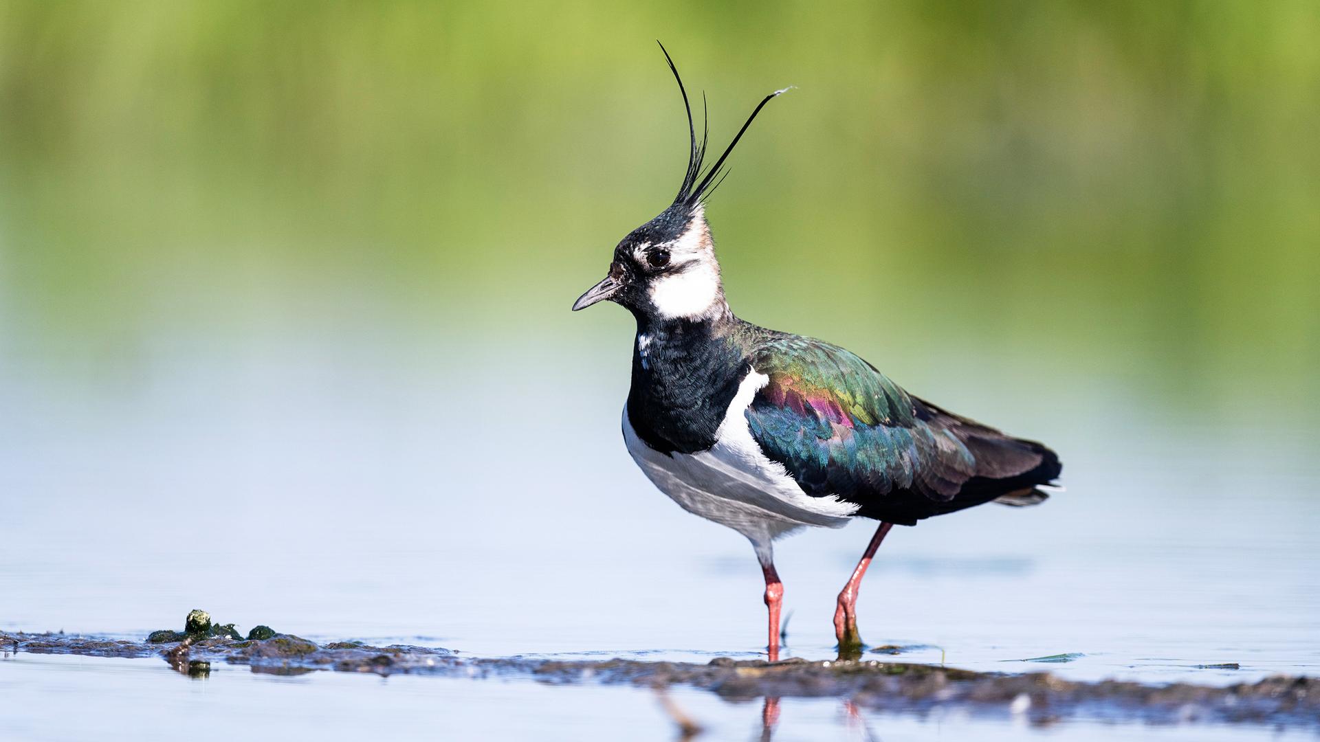 Vogel mit Krönchen stakst durch Wasser.