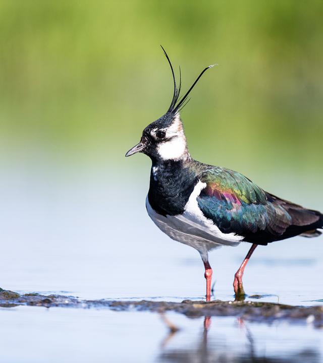 Vogel mit Krönchen stakst durch Wasser.