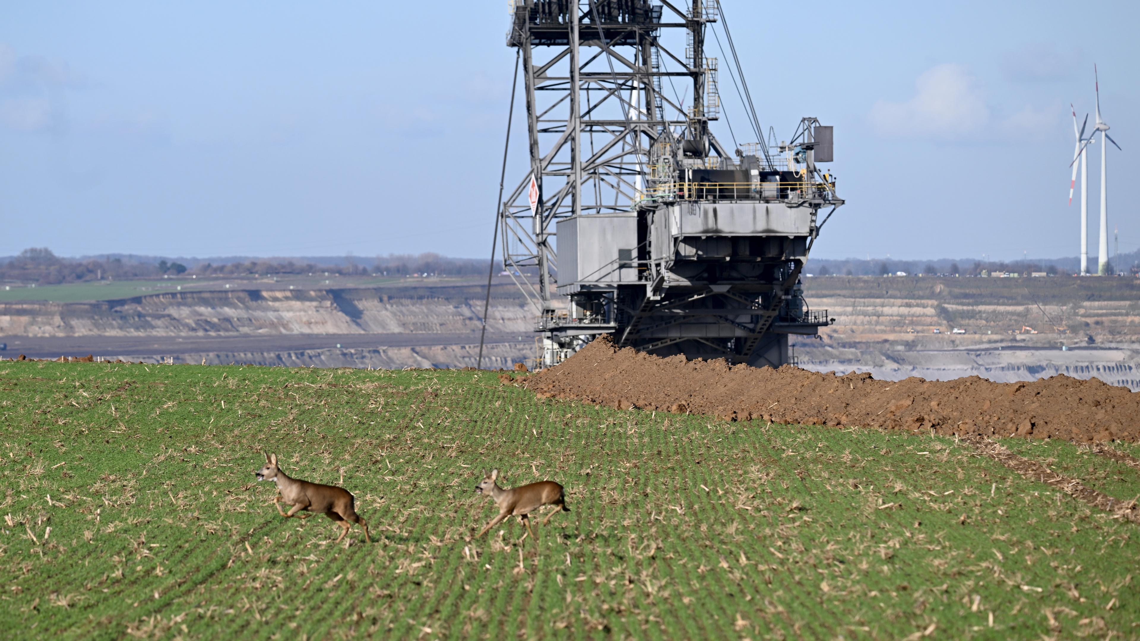 Nordrhein-Westfalen, Erkelenz: Zwei Rehe laufen über ein Feld am Rand des Braunkohlentagebaus Garzweiler II.