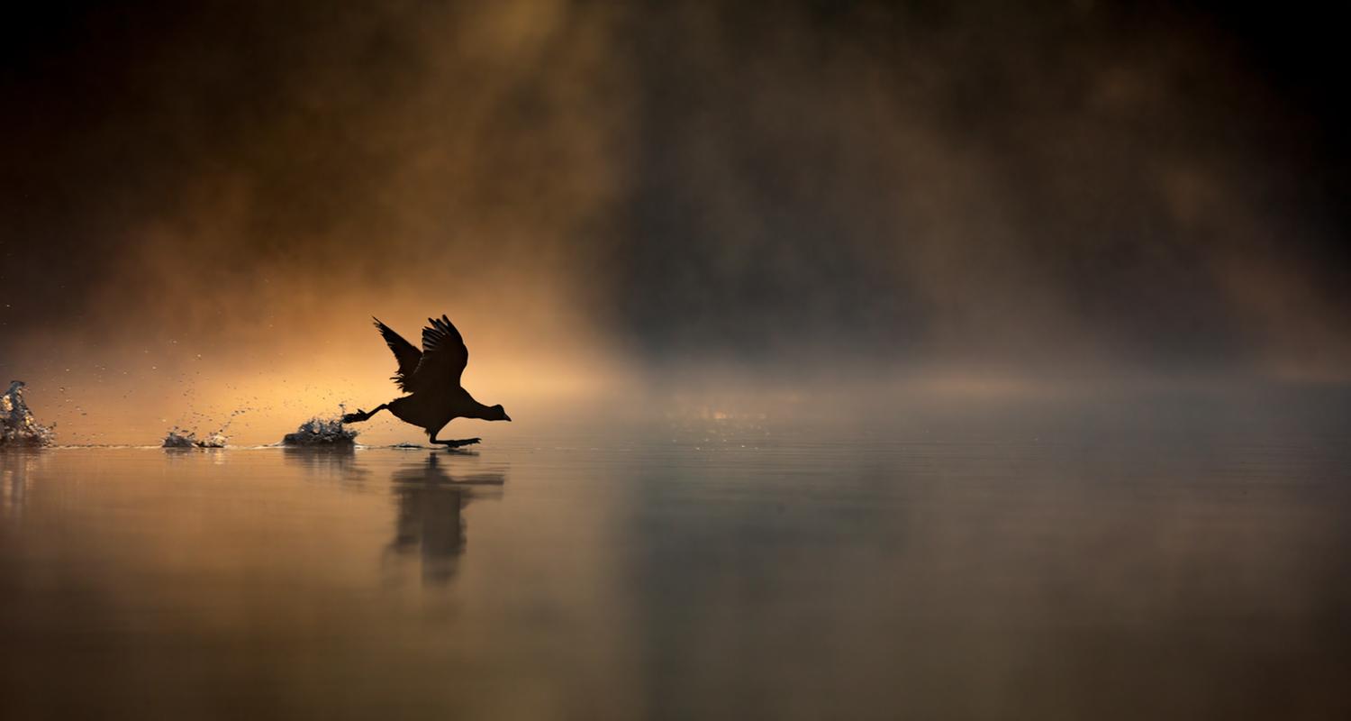 Fotograf Max Wood: “Ich bin um 4:45 Uhr morgens aufgewacht, in der Hoffnung, am Frensham Pond in Surrey Bilder von Wasservögeln im Gegenlicht aufzunehmen.“