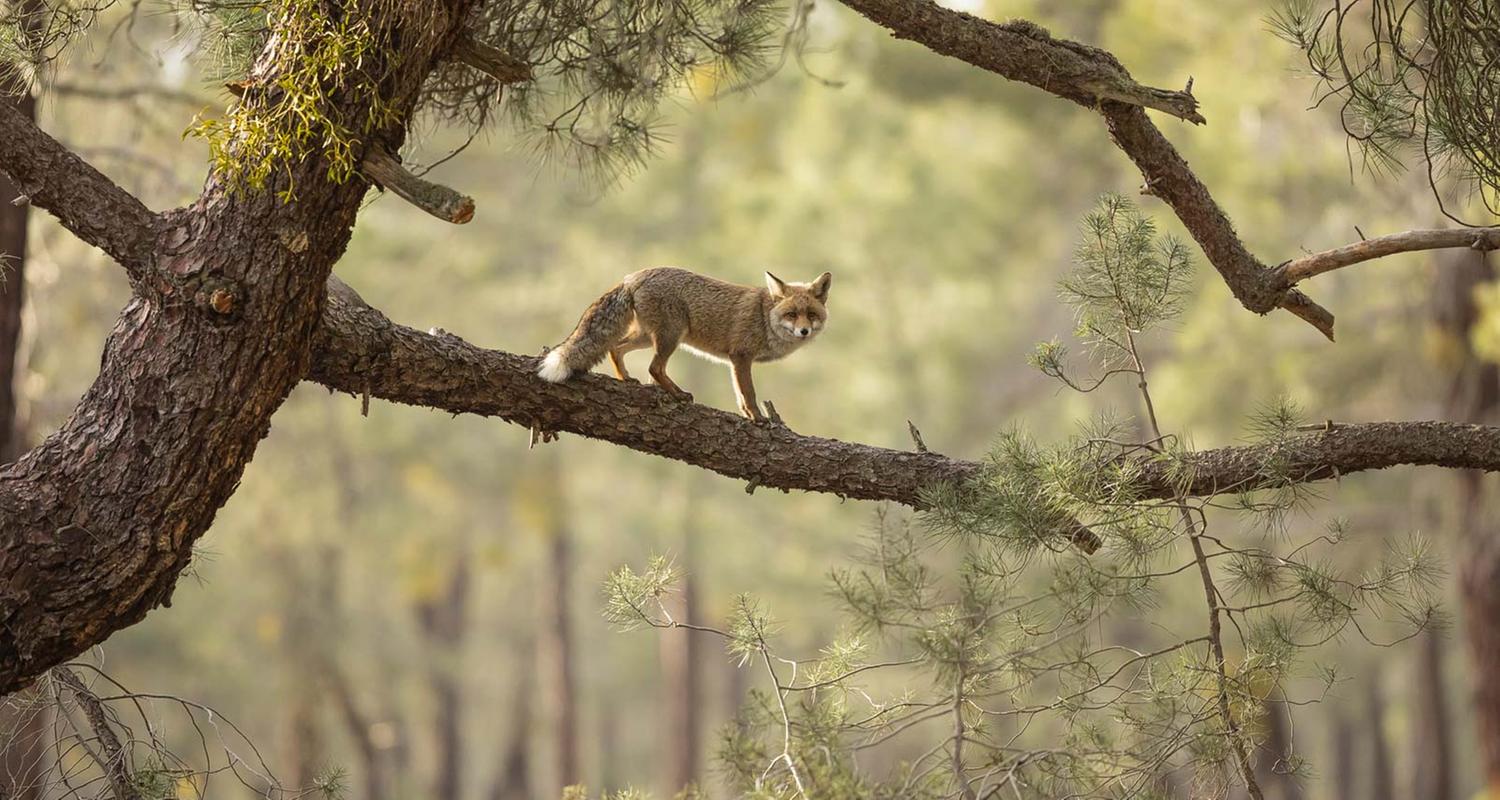 Fotograf Daniel Valverde Fernandez: „Der Fuchs ist perfekt zwischen den Ästen eingerahmt und eine Silhouette wird durch die Sonnenstrahlen subtil hervorgehoben.“