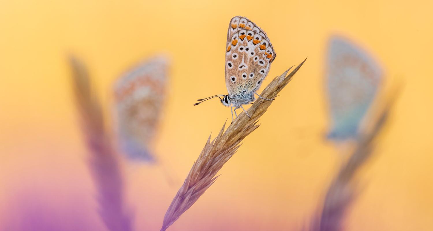 Fotograf Ross Hoddinott: „Ich glaube, ich bin leicht süchtig danach, blaue Schmetterlinge zu fotografieren - ich liebe sie einfach!“