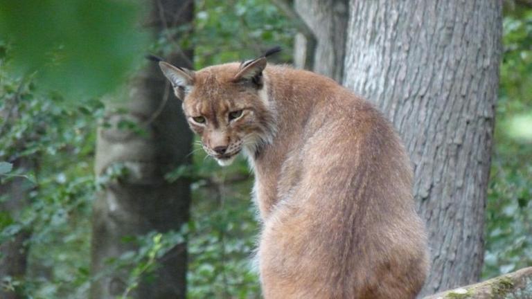 Der Eurasische Luchs ist die gr��te Katze des Kontinents.