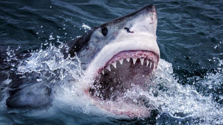 Der Wei�e Hai jagt vor S�dafrikas K�ste Robben und Fische.