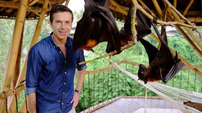 Flughunde geh�ren zu den Langschl�fern: Doch wozu dient der Schlaf?