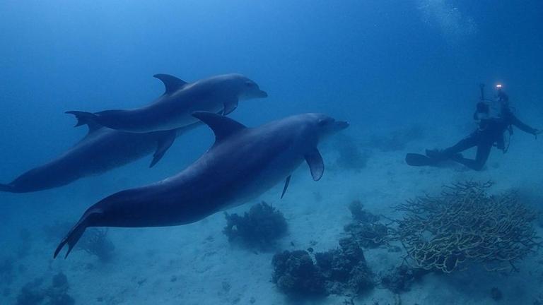 Den Gro�en T�mmlern im Roten Meer geht es gut. Andere Delfinarten sind akut vom Aussterben bedroht.