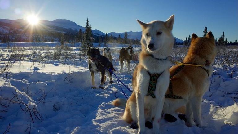 Der Geologe Denny Capps mit dem Diensthundeschlitten unterwegs im Denali National Park