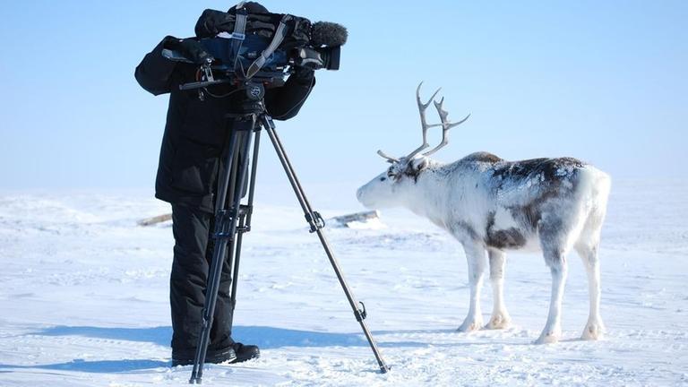 Auf der sibirischen Halbinsel Jamal be�ugt ein Rentier neugierig die Arbeit des Kameramanns.