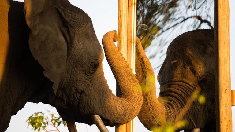 Die Elefantin Sherini untersucht ihr eigenes Spiegelbild. Elefanten geh�ren neben Affen und Walen zu den wenigen Tieren auf unserem Planeten, die sich im Spiegel selbst identifizieren k�nnen. Zu dieser "Selbsterkenntnis" geh�rt ein H�chstma� an Intelligenz.