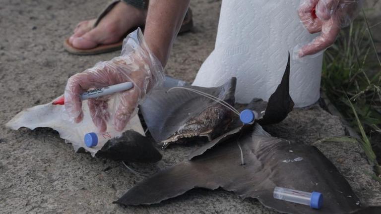 Abgeschnittene Haiflossen bringen auf den Schwarzm�rkten Asiens hunderte Dollar.